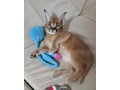 chaton-caracal-disponible-small-3