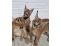 chaton-caracal-disponible-small-0