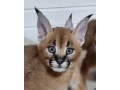 chaton-caracal-disponible-small-4