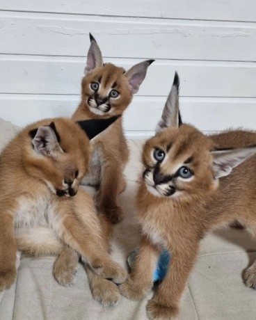 chaton-caracal-disponible-big-0